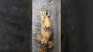 leopard gecko #gecko #lizard #unique #cute #hobby #shorts #tokek