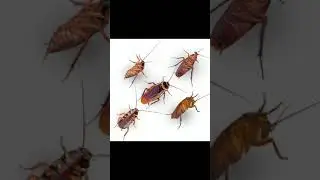 how to kill cockroaches | कॉकरोच कैसे भागे किचन से | #shorts #youtubeshorts #easyrecipe #cockroach