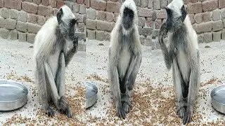 🥺🐒 Masoom Baby Langur Chane Khate Hue | Cute Monkey Eating | Langur Baby Video