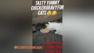 Home made test and yummy 🤤 cat food racipe Healthy and tasty food for cats 
