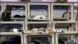Furball Farm Cat Sanctuary is live!