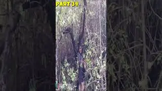 Forest Life Vlog | Childhood Jungle Memories and Aunty House