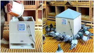 Automatic Pigeon Feeding Machine | Modern Technology in Pigeon Farming Industry