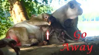 Brinn seem stressful, Boring and Angry baby monkey Blaze that reason why make some hurt