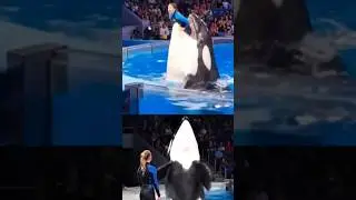 Jessica and Dolphin Viral Video Reality | orca dolphin @ttack on Jessica Radcliffe #jessica #orca