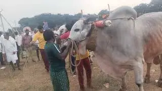 Ongole jathi gittalu Power full gittalu 