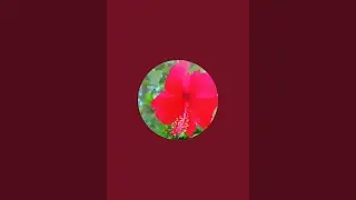 ♥️👍🌹रिश्तो में दरार दूर रहने से नहीं ♥️👍🌹 बल्कि झूठ बोलने से आती है ।♥️👍🥀🌹💯