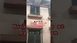 Monkey Sleeping in Group At #ayodhyadham Station #ayodhya #newshorts #jaishreeram #jaihanuman