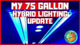 75 Gallon Reef Tank - New Lighting Update - T5 And LED Hybrid Lighting