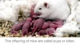 mouse mice facts