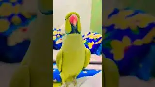 talking parrots in sindhi language