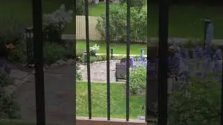 bobcat kittens play in Calgary backyard home