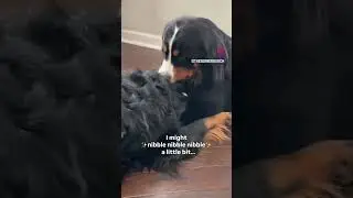 A little bit(e)! 😂🐶