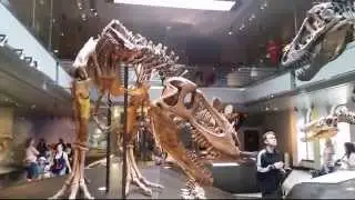 Natural History Museum: Casa Cultural