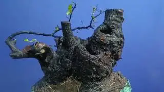 M521 gl c&acirc;y cẩm thị 500k LH 0707713796 Khương bonsai 