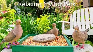 4K Cat TV: Birds & Chipmunks Galore! 🐿️ Pure Joy for Cats & Dogs