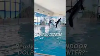 Indoor Dolphin Encounter | Swim with Dolphins | Dubai Dolphinarium