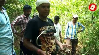 KING Cobra Eggs Rescue And Release In Keonjhar, Odisha