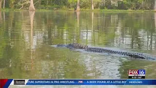 Alligator spotted in Lake Conway