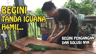 IGUANA HAMIL,BEGINI TANDA TANDANYA DAN JUGA PERSIAPAN NYA.