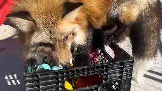 The clevyr foxes pick new toys!