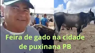 26/01/26 feira de gado em puxinana PB Gado nos preços 