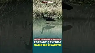 📸 Edremit &Ccedil;ayı&rsquo;nda nadir misafir!