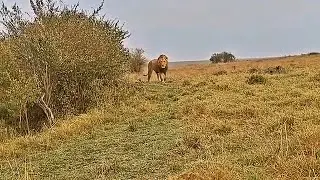 Olonkera Male Lion | Leader of Rongai Rocker Males | Masaimara | 20 December 2025