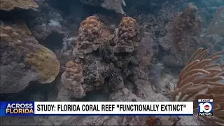 Scientists say Florida's coral reefs are in bad shape after last year's extreme ocean heat