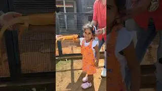 Spinytail Iguana🧡 #trending #cute #ytshorts #shorts #reptiles #iguana #kidsvideo  #farmlife #lizard