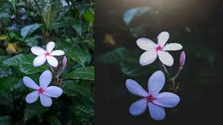 Lens Blur Dark Tone Photography Effect In Android | Manipulation Clan