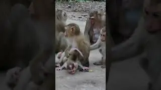 Close to the Heart: A Monkey&rsquo;s Maternal Bond
