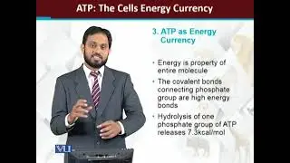 ATP the cells energy currency | Principles of Animal Life-II | ZOO514T_Topic100
