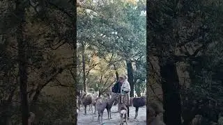 Deer Near Nature 自然のそば #NaraDeer