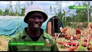 How Ololo farm uses an organic system to rear poultry