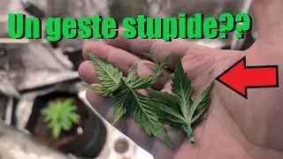 Je fais la premi&egrave;re forme de HST !!! Une bonne id&eacute;e ?? sous la sp3000 de mars hydro!