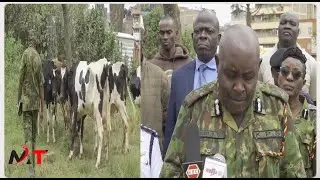 JOY AS 6 STOLEN DAIRY COWS ARE RECOVERED IN GITHUNGURI!!