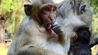Why Sweet Pea Punish Baby Much Nearly Cut Off Body |Sweet Pea Drag from The Tree Primitive Monkey
