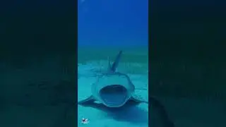 Shark teeth cleaning by friendly remora! #shark #sharks #sharkweek #ocean  #cuteanimals Tiger Beach