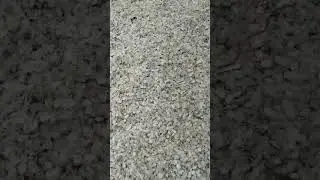 golden fish ash  business how to  19 02 2024