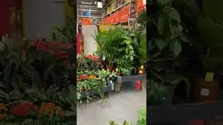 Indoor plants in B&Q