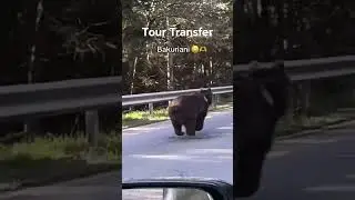 Tour Transfer in Georgia Туры Трансфер По Грузии watchap (+995)579770557 (+995)593468680