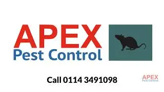 Pest Control Sheffield | Apex Pest Control Local Experts