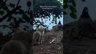 Scary Fox Encounter Caught on Camera!🦊😱 #scary #fox #shortsfeed