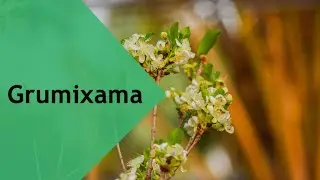 GRUMIXAMA NO VASO