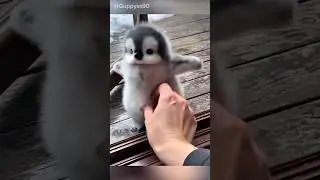 Gemeuszzzz 🤗🤗 #gemes #lucu #dance #dance #cover #lagiviral #remix #pinguinlucu #pingue