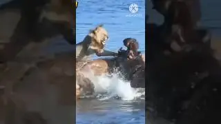 **Lion vs Hippopotamus #LionVsHippo#HippoVsLion#WildlifeBattle#AnimalFight#SavannaShowdown#Wildlife#