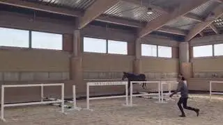 Warrior Blue (Continental Blue x Warrant) 2025/05/26 - free jumping