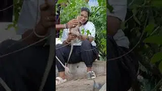 एक नन्हा बंदर अपनी माँ से फिर मिल रहा है - एक बहुत ही भावनात्मक और दिल को छू लेने वाला पल