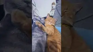 объятия